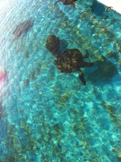 �J�������