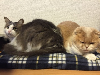 ������