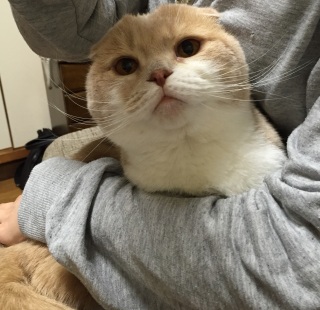 ���v���b�c
