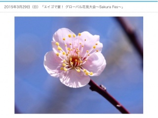 SAKURA FES