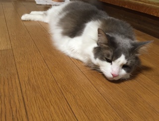 �c�`�m�R�H��