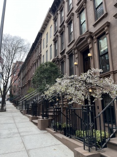 UES Cherry Blossom